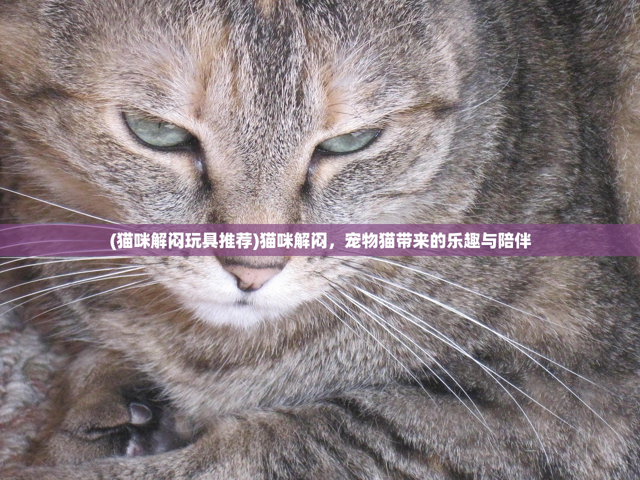 (猫咪解闷玩具推荐)猫咪解闷，宠物猫带来的乐趣与陪伴