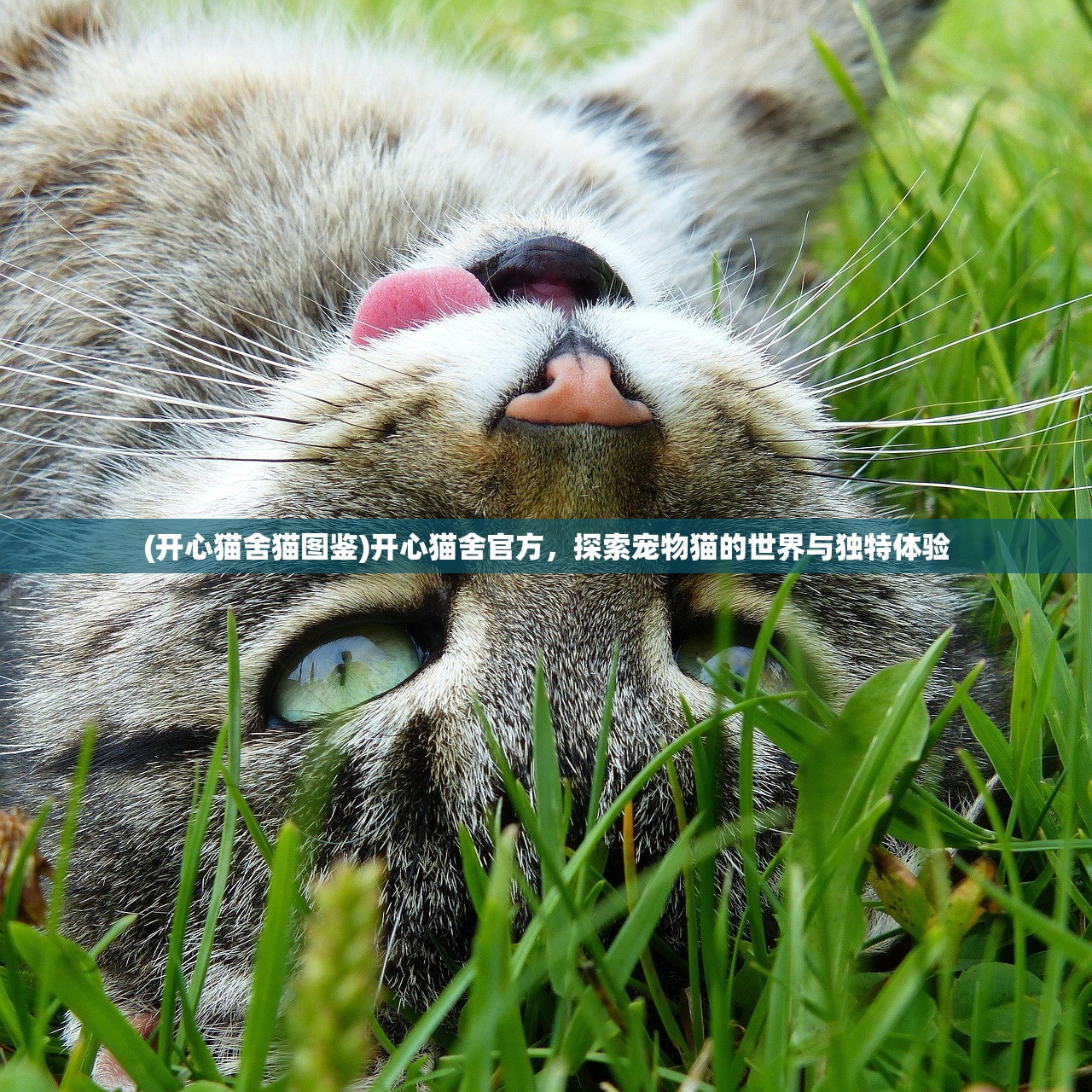 (开心猫舍猫图鉴)开心猫舍官方，探索宠物猫的世界与独特体验