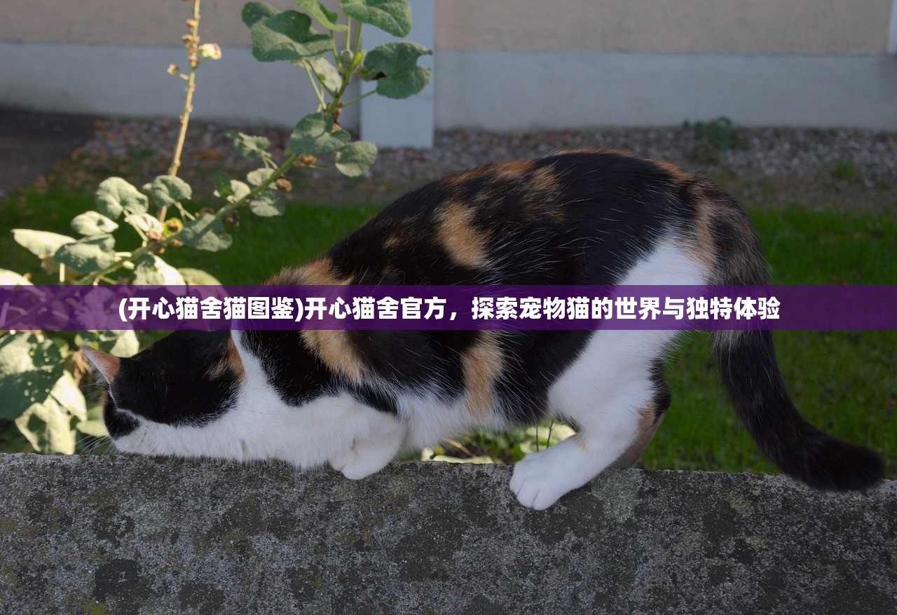 (开心猫舍猫图鉴)开心猫舍官方，探索宠物猫的世界与独特体验