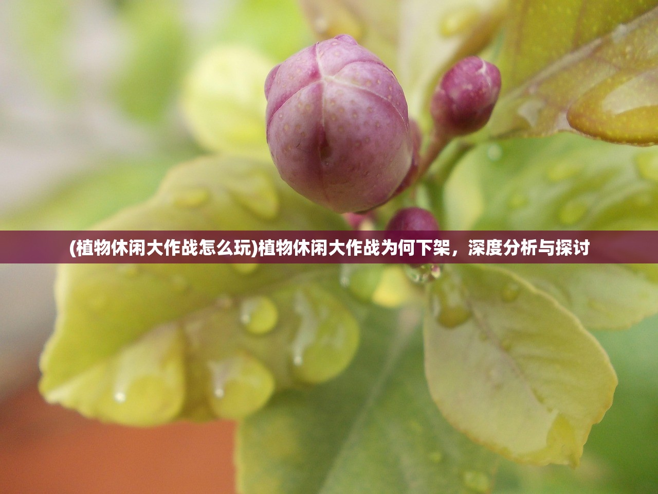 (植物休闲大作战怎么玩)植物休闲大作战为何下架，深度分析与探讨