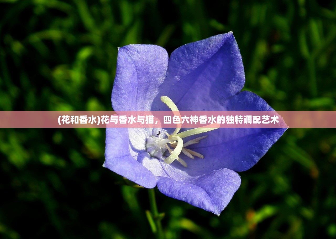 (花和香水)花与香水与猫，四色六神香水的独特调配艺术